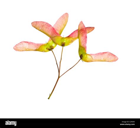 Silver Maple Tree Seed Pods Stock Photo Alamy