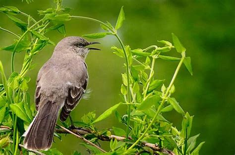 Attract Northern Mockingbirds To Your Backyard Birds And Blooms