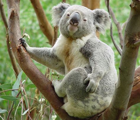 Cool Koalas Hug Trees Conservation Articles And Blogs Cj