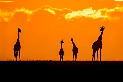 Giraffes At Sunset