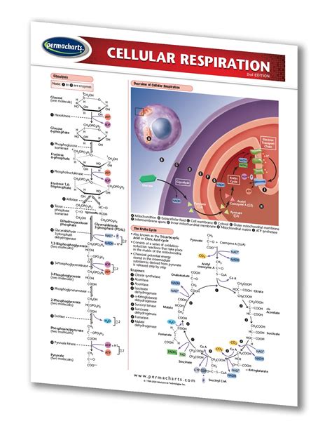 Cellular Respiration Quick Reference Guide 2 Page Laminated Chart