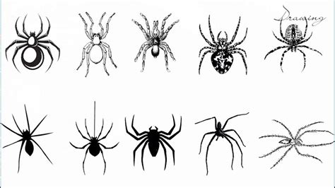 How To Draw Spider Tattoo Designs Draw So Cute Spider Youtube