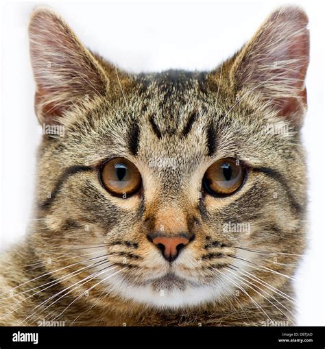 A Closeup Picture Of A Cats Face On A White Background Stock Photo Alamy