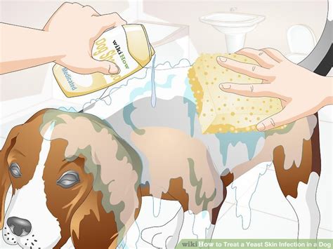 How To Treat A Yeast Skin Infection In A Dog 12 Steps