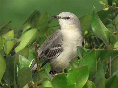 The Northern Mockingbird An Ardent Songster