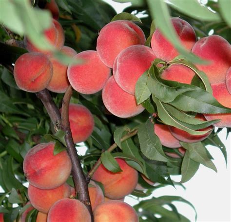 Kaufen sie keine obstbäume ohne kenntnis über die veredelungsunterlage! Pfirsichbäume | Grüner Garten Shop
