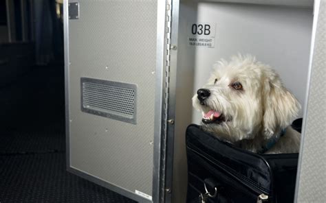 If your destination country information is not listed here or you have specific questions, feel free to review our general international travel. American Airlines First Class Cabins for Pets Travel + Leisure