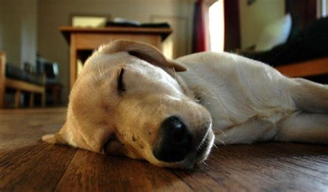 La Forma De Dormir De Tu Perro Dice Cómo Se Siente