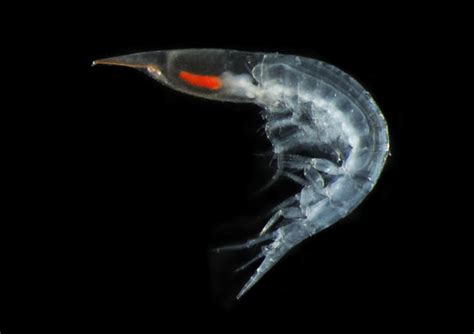 New Species Of Plankton Discovered Photo 14 Pictures Cbs News