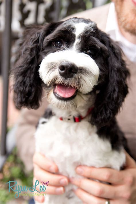 Our cockapoo puppies are from akc registered backgrounds that are of excellent temperament and healthy bloodlines. Alfie the cockapoo | Poodle mix