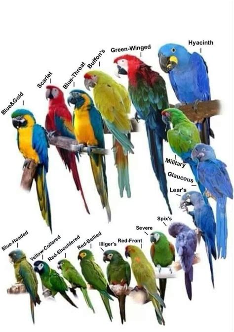 178 Best Parrots Images On Pinterest