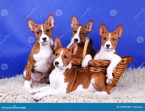 Four Little Basenji Puppies Stock Photo Image Of Brindle Pedigree