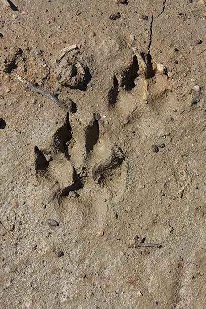 Fox Tracks Stock Photos Pictures And Royalty Free Images Istock