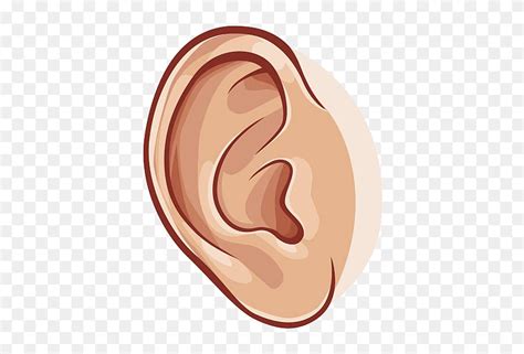 Library Of Ear Clipart Library Library Png Png Files Clip Art Of Ear