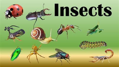 Different Types Of Insects Learn Insects Name Insects For Kids