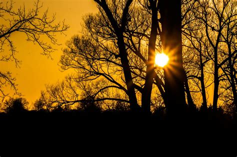 Free Images Landscape Tree Nature Branch Silhouette Light