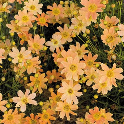 If you plant dahlias about 1 foot apart, they make a nice flowering hedge and will support each other. 1000+ images about Zone 9 & sunset zone 20 plants on ...