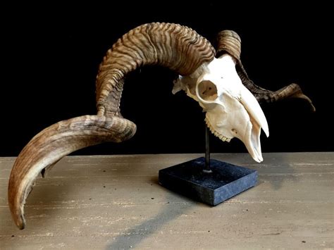 Skull Of A Very Large Ram The Ram Skull Is Mounted On A Stone Ba