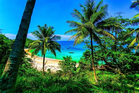 Sea Palms Thailand Beaches Beautiful Views Wallpapers 2560x1707
