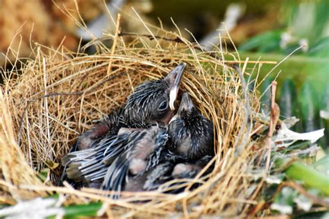 How Do Birds Choose Where To Nest Video Varment Guard Wildlife