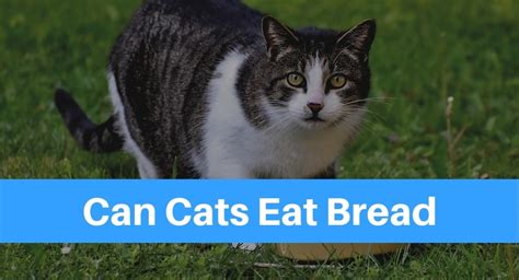 Can Cats Eat Bread Petsolino