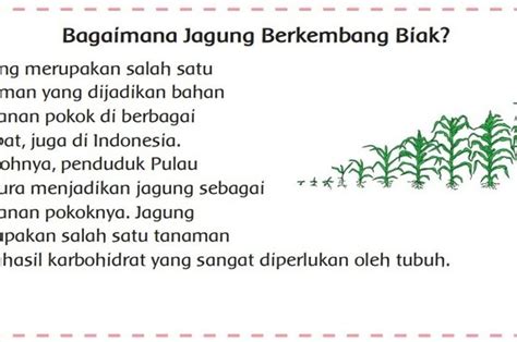 Apa Fungsi Ide Pokok Dalam Suatu Paragraf Bahasa Indonesia Kelas