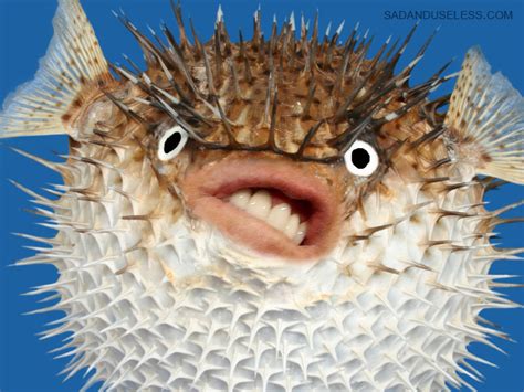 20 Amazing Puffer Fish Facts To Know Seafish