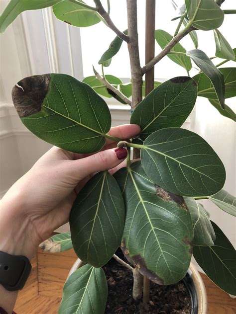 I Am A Failing Plant Mom Does Anyone Know Why The Leaves Of My Indoor Ficus Tree Have Been