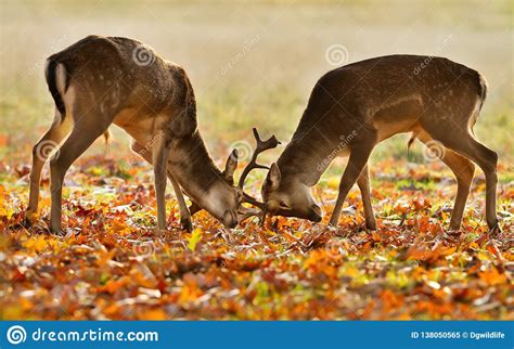 Two Young Male Fallow Deer Fighting During Rut Stock Image Image Of