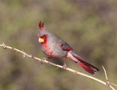 Pyrrhuloxia S Weller Ln Near Bisbee Cochese County Az 3840