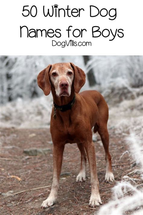 100 Wonderful Winter Dog Names Dogvills