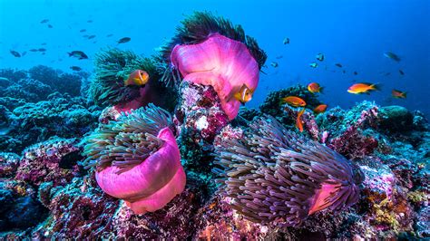 The Wondrous Worlds Of Coral Reefs And Why We Need To Protect Them