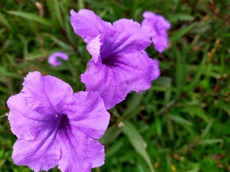 A Purple Flower Blooms In The Garden In The Daytime Stock Photo