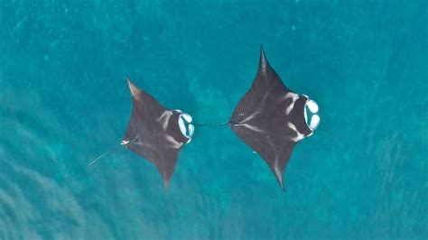 Ray Of Hope Scientists Found One Place Where Reef Manta Rays Are