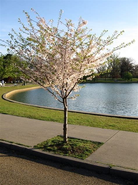 Missouri is divided into four planting zones using this guide. Dogwood Trees in Florida | Hunker