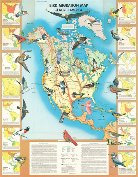 Bird Migration Map A Painting Of 42 Species Of Birds That Migrate To