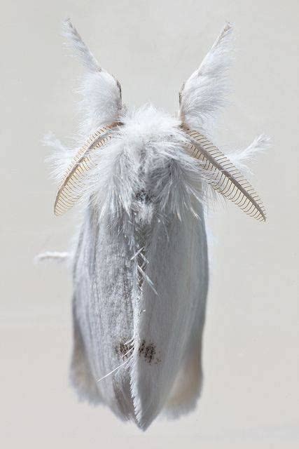 Leek moth (acrolepiopsis assectella) is an invasive pest of european and asian origin. n almost pure white Brown Tail ~ Euproctis chrysorrhoea ...