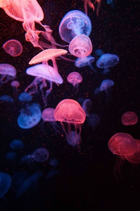 Jellyfish Jellyfish Art Beautiful Sea Creatures Ocean Creatures