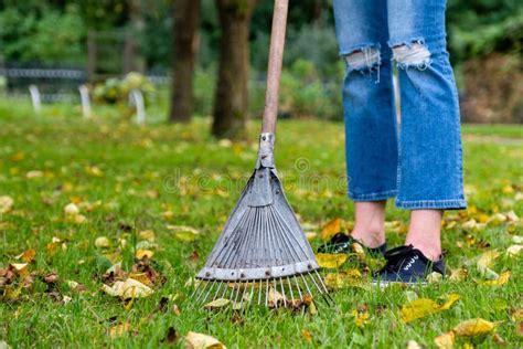 Raking Fallen Leaves In Garden Woman Holding A Rake And Cleaning Lawn