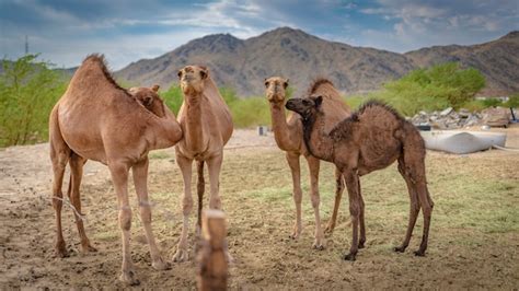 Camellos En El Desierto Foto Premium