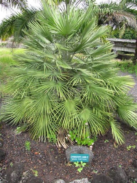 5 Cold Hardy Palms For Zone 7 In 2022 A Nest With A Yard