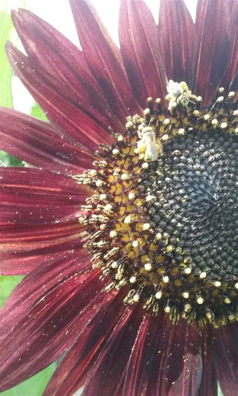 Bees Enjoying A Sunflower Sunflower Bee Photography