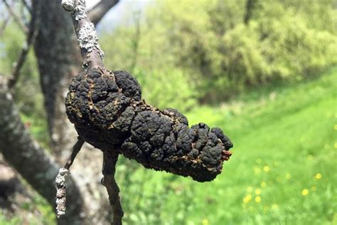 Fruit Trees And ‘black Knot Disease The Millstone