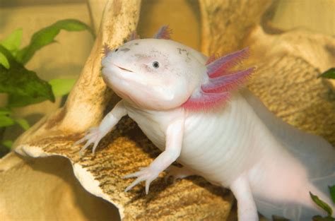 Adorable Baby Axolotl Facts Astonishing Trivia About These Aquatic