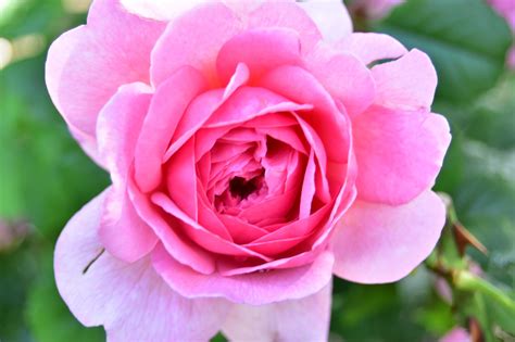 Rose Blume Pinke Kostenloses Foto Auf Pixabay Pixabay