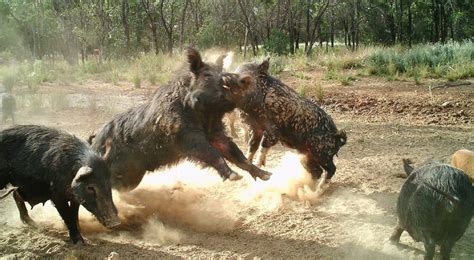 Feral Pig Fight Wages On The Land Nsw