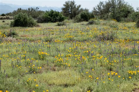 03112019 Wildflowers Bloom In Scottsdale Az