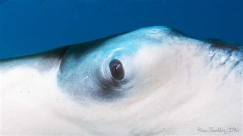 Eye Of A Manta Seen Diving At Unesco Thila In Baa Atoll With Ocean