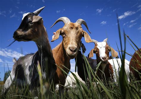 Video Video Goats Take On Weed Control Duties In Calgary Parks The