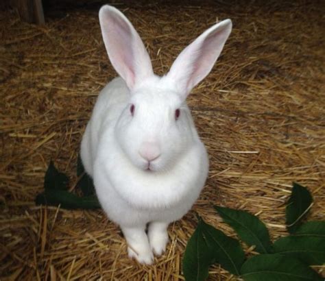 White, red, black, blue, and broken. Are New Zealand rabbits good pets? - Learn Natural Farming